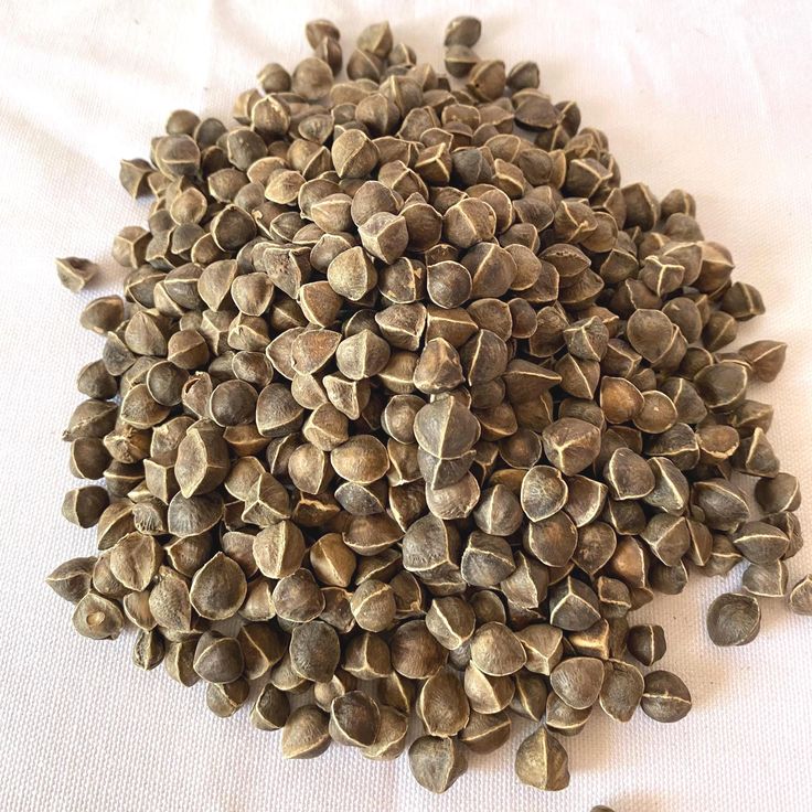 Moringa Seed Oil - Alpine Herb Company Inc.
