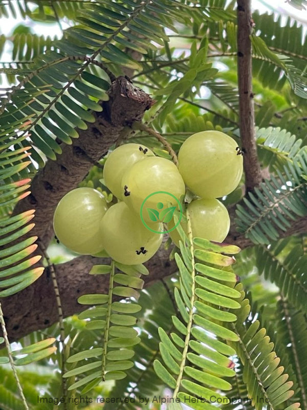 Amla Seed Oil Essential  - Alpine Herb Company Inc.
