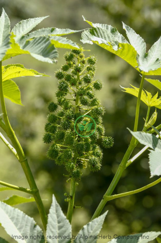 Castor oil - Alpine Herb Company Inc.