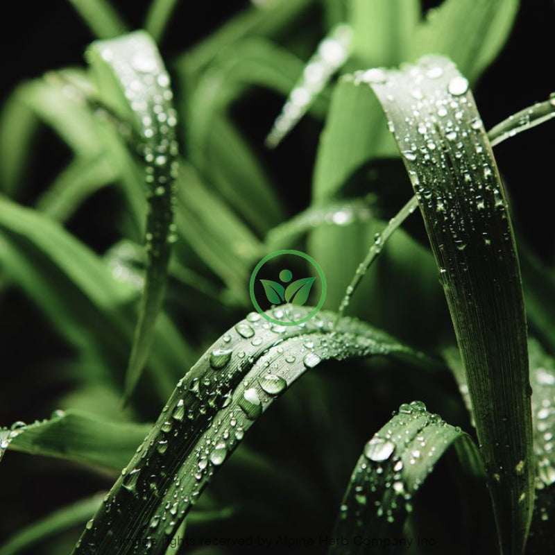 Citronella Oil Essential Oil