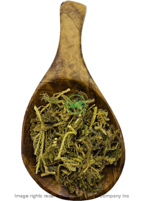 Club Moss Herb Cut - Alpine Herb Company Inc.