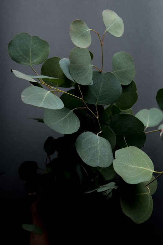 Eucalyptus Oil Essential