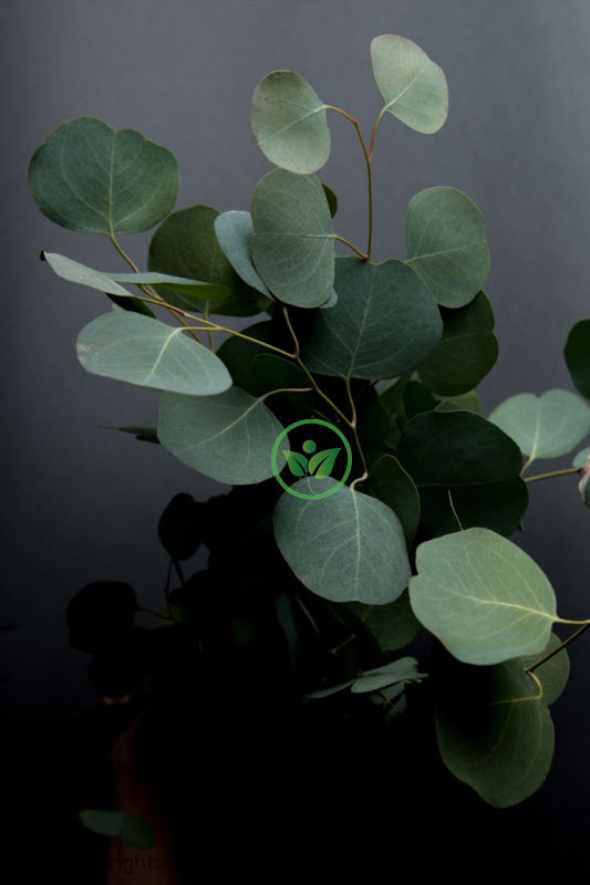 Eucalyptus Oil Essential
