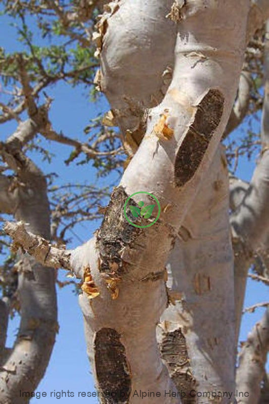Frankincense Oil - Boswellia Serrata Essential
