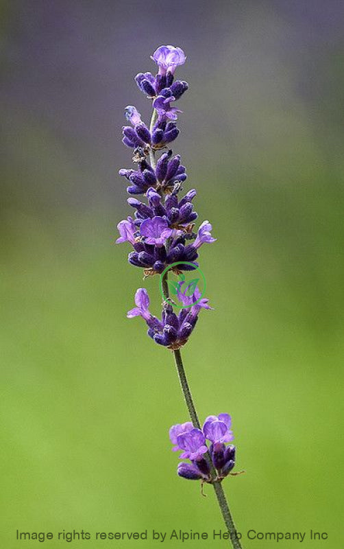 Lavender Oil Essential