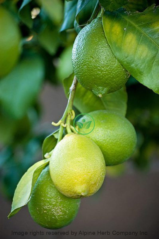 Lemon Oil Essential