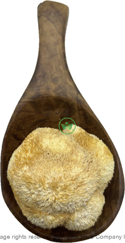 Lion's Mane Mushroom Whole - Alpine Herb Company Inc.