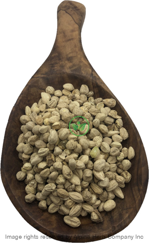 Moringa Seed Whole - (Without Shell) - Alpine Herb Company Inc.