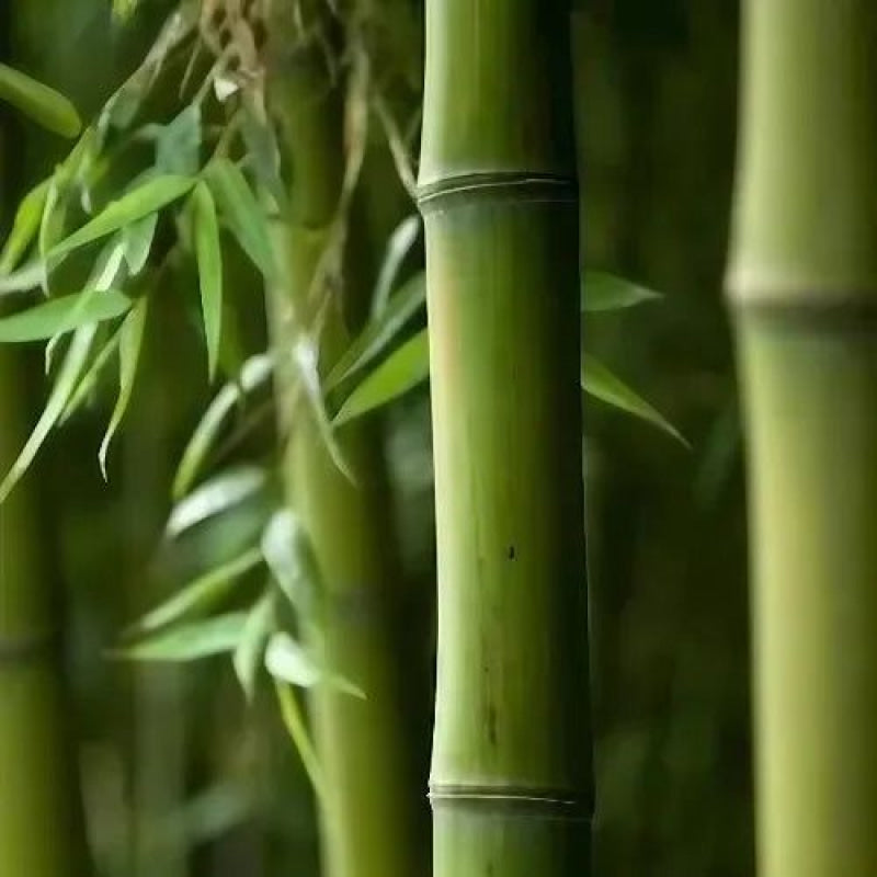 Musk Oil (Fragrance) Fragrance