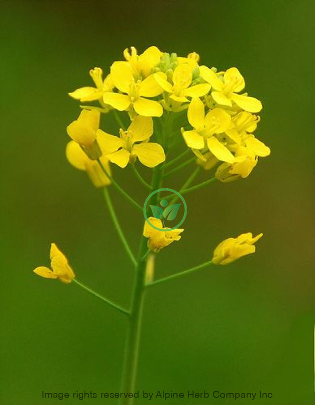 Mustard Seed Oil Carrier