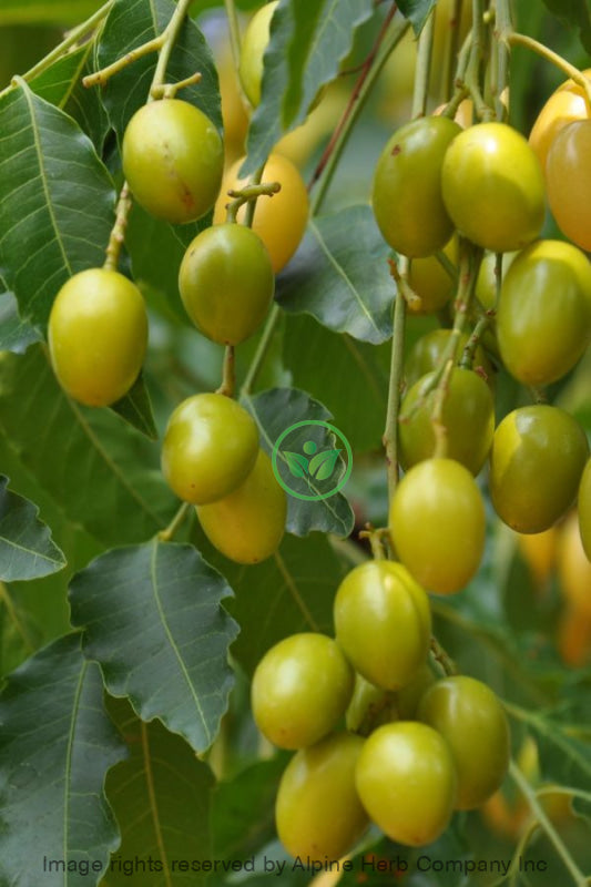 Neem Oil