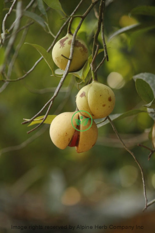 Nutmeg Oil Essential