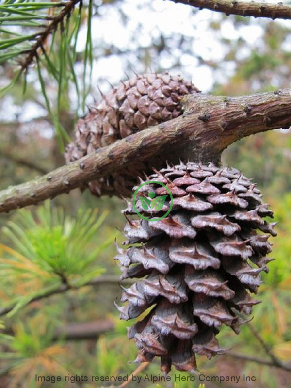 Pine Scotch Oil Essential