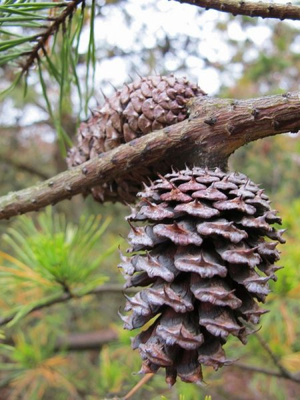 Pine Scotch Oil Essential