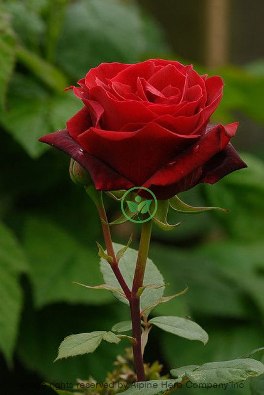 Red Rose Oil (Fragrance Oil) Essential