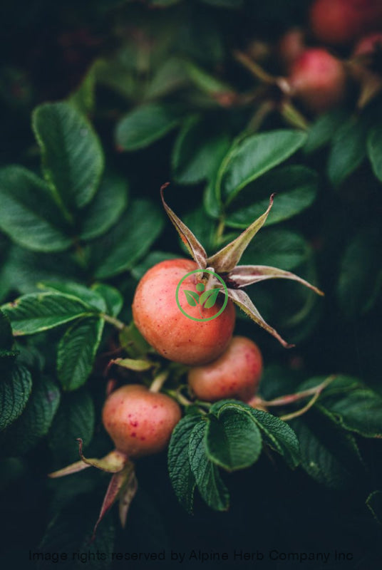 Rosehips Oil - Cosmetic Grade Carrier