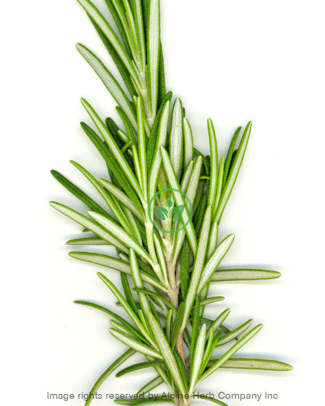 Rosemary Oil Essential Oil