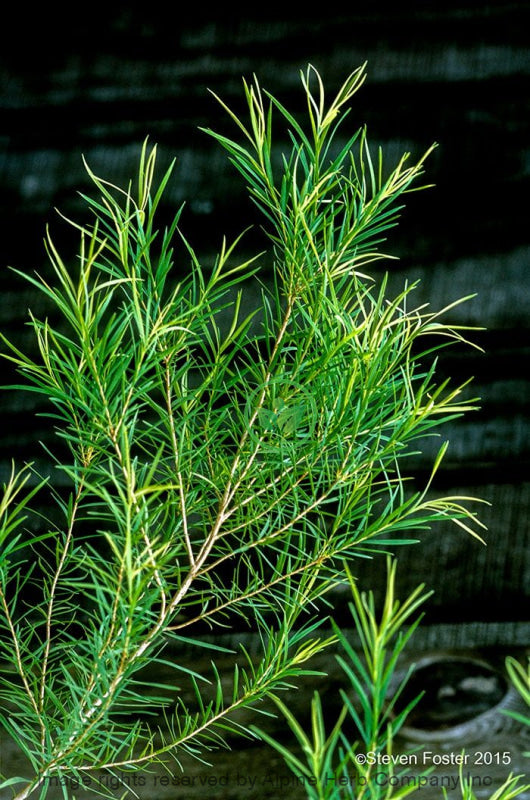Tea Tree Oil Essential