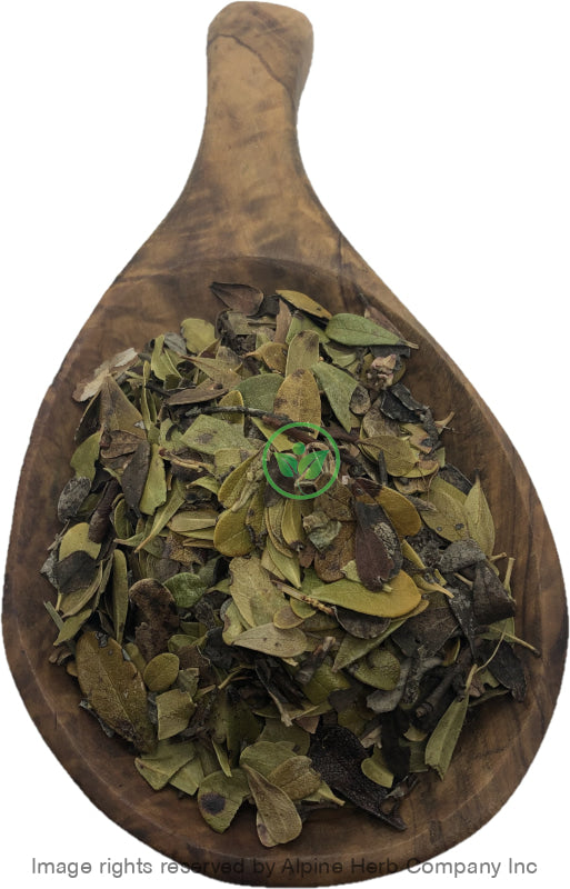 Uva Ursi Leaves Cut - Alpine Herb Company Inc.