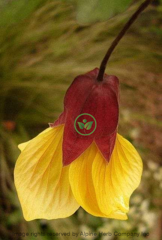 Ylang Oil Essential